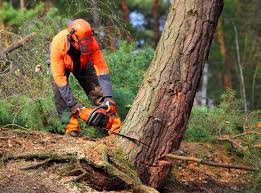 Best Hazardous Tree Removal  in Averill Park, NY