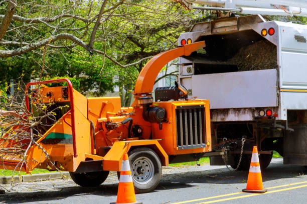 Best Stump Grinding and Removal  in Averill Park, NY